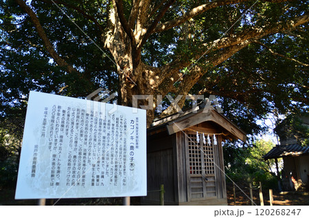 埼玉県坂戸市多和目のパワースポット　多和目天神社 120268247