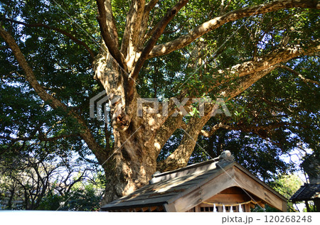 埼玉県坂戸市多和目のパワースポット 多和目天神社 埼玉県坂戸市多和目のパワースポット 多和目天神社 120268248