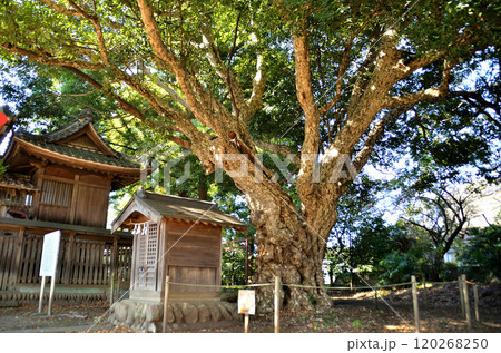 埼玉県坂戸市多和目のパワースポット　多和目天神社 120268250