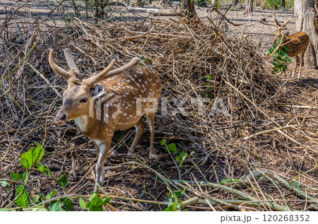 Deers in  Nisargadhama forest park at Kushalnagar, India 120268352