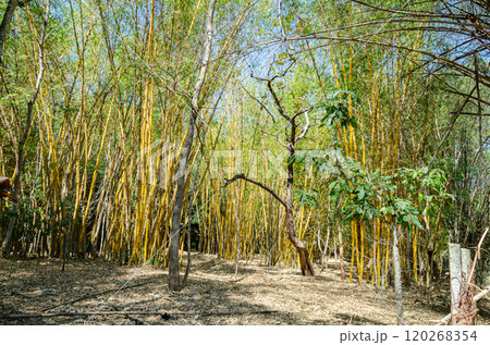 Clumps of bamboos in a forest 120268354