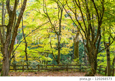 秋の中野もみじ山 清々しい紅葉の観楓台 青森県黒石市 秋の中野もみじ山 清々しい紅葉の観楓台 青森県黒石市 120268573