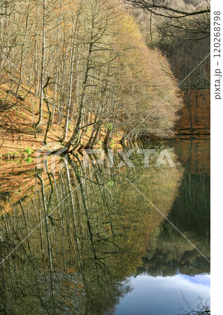Image of a forest decorated with autumn colors and their reflections in a lake. Image of a forest decorated with autumn colors and their reflections in a lake. 120268798