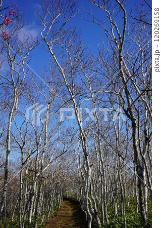 神の子池・裏摩周トレイルルート 120269158