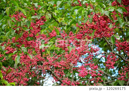 鮮やかなマユミの実 120269175