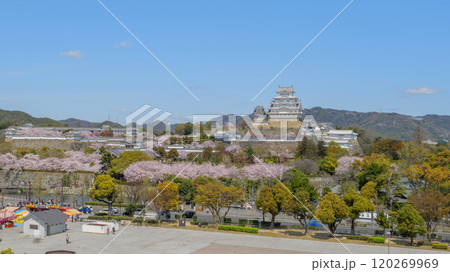 桜満開の姫路城の俯瞰 120269969