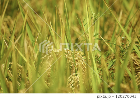 収穫前の稲穂、クローズアップ、秋の田んぼ 120270043