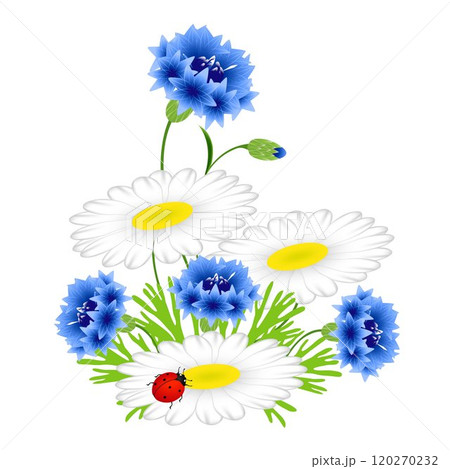 Blue cornflowers and chamomiles with ladybug on a white background. 120270232