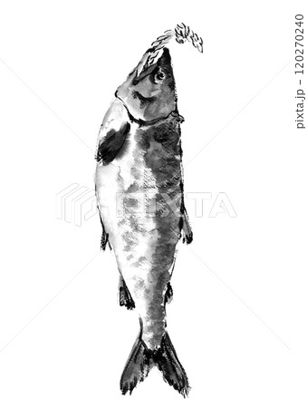 手描き水彩で描いた新巻鮭のモノトーンイラスト白バック 透過背景  120270240