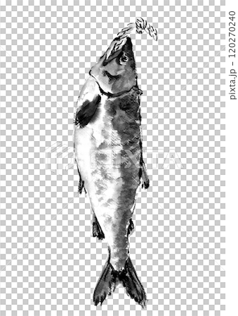 Monotone illustration of fresh salmon drawn by hand with watercolors on a white background 120270240