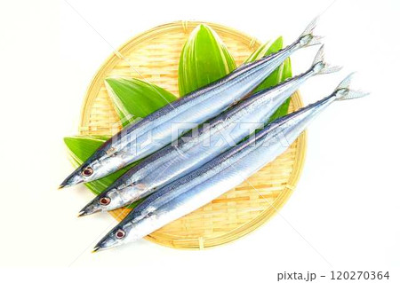 サンマ 秋刀魚 さんま サンマ 秋刀魚 さんま 120270364