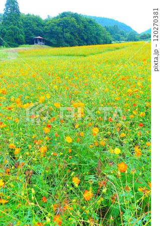 満開のコスモス　秋桜　コスモスベルグ　面白山高原 120270381