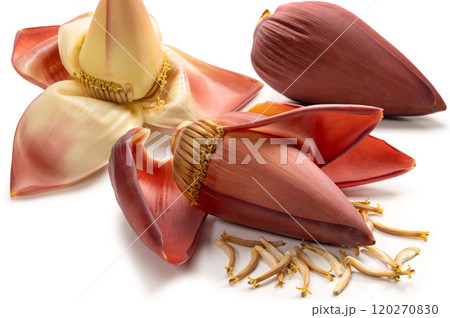バナナの花の蕾 バナナの花の蕾 120270830