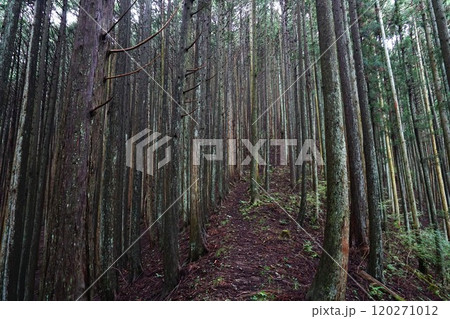 杉に囲まれた登山道 杉に囲まれた登山道 120271012