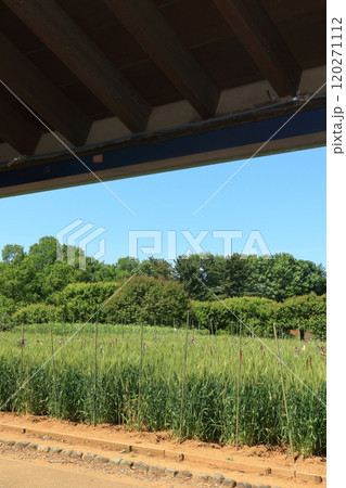 豊作の小麦　麦畑　麦の穂 120271112