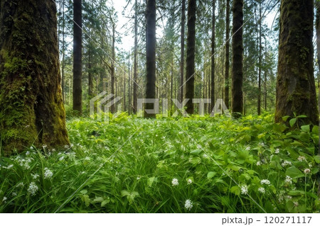 Sunlight Streaming Through Forest Trees and Lush Ferns Sunlight Streaming Through Forest Trees and Lush Ferns 120271117