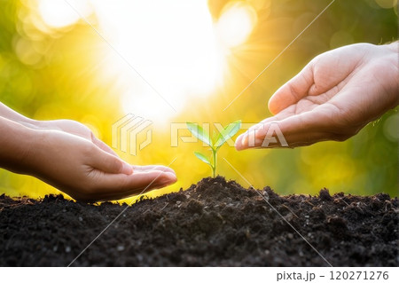Hands Nurturing Young Plant in Bright Sunlight 120271276