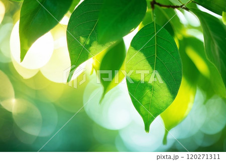 Close-Up of Green Leaves in Bright Sunlight 120271311