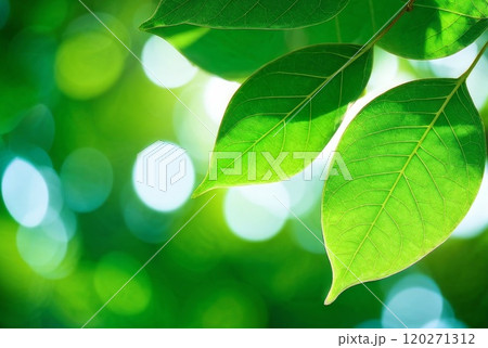 Close-Up of Green Leaves in Bright Sunlight Close-Up of Green Leaves in Bright Sunlight 120271312