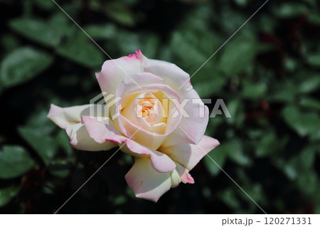 荒尾市　おもやい市民花壇　バラの花、 120271331