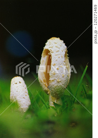ササクレヒトヨタケ 120271469
