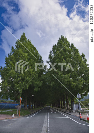 盛夏のメタセコイア並木 縦構図3 盛夏のメタセコイア並木 縦構図3 120272358