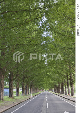 盛夏のメタセコイア並木　縦構図11 120272632