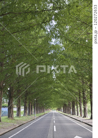 盛夏のメタセコイア並木　縦構図12 120272633