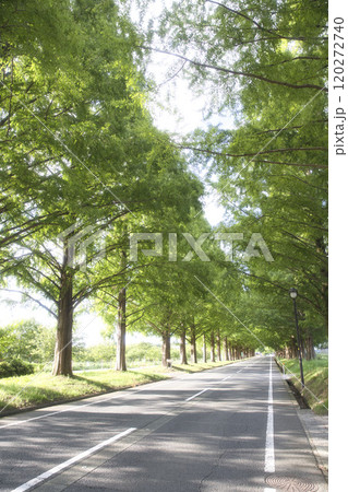 盛夏のメタセコイア並木　縦構図23 120272740