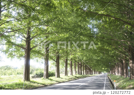 盛夏のメタセコイア並木 横構図19 盛夏のメタセコイア並木 横構図19 120272772