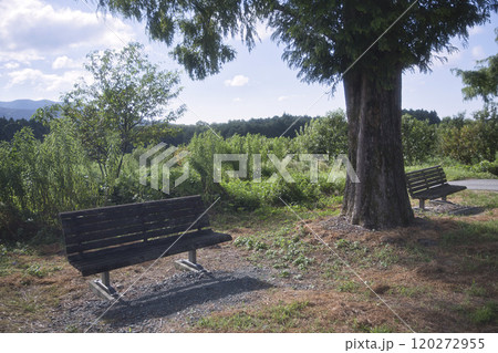 メタセコイア並木にある、あのベンチ6 120272955