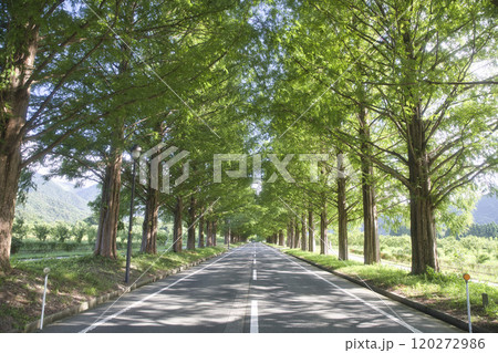盛夏のメタセコイア並木 横構図39 盛夏のメタセコイア並木 横構図39 120272986
