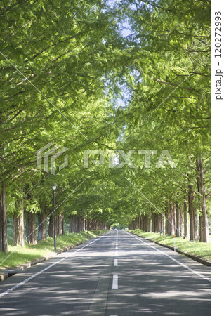 盛夏のメタセコイア並木 縦構図61 盛夏のメタセコイア並木 縦構図61 120272993