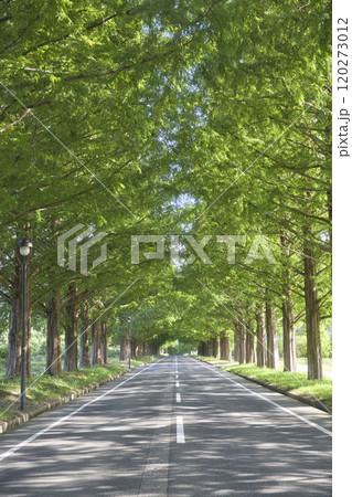 盛夏のメタセコイア並木 縦構図58 盛夏のメタセコイア並木 縦構図58 120273012