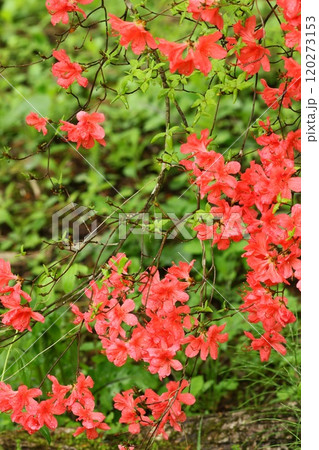 ツツジ 朱色の花 初夏 ツツジ 朱色の花 初夏 120273153