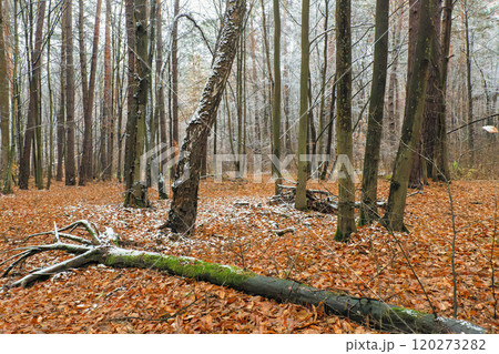 first snow in the pine forest 120273282