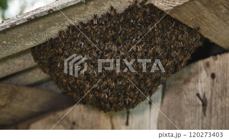 European honey bees building honeycomb under a wooden roof in nature, creating a hive with hexagonal cells 120273403