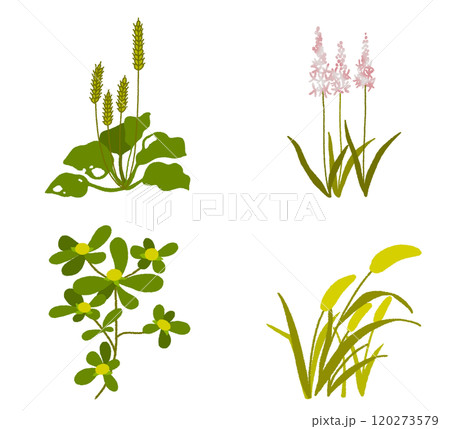 日本の雑草 和の草花セット 120273579
