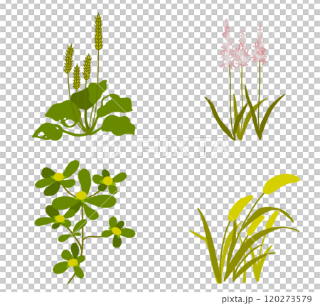 日本の雑草 和の草花セット 120273579