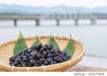 十三湖のシジミ貝 120273604