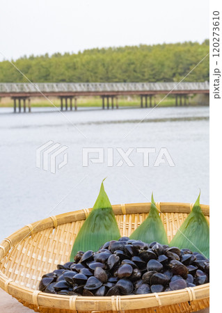 十三湖のシジミ貝 十三湖のシジミ貝 120273610