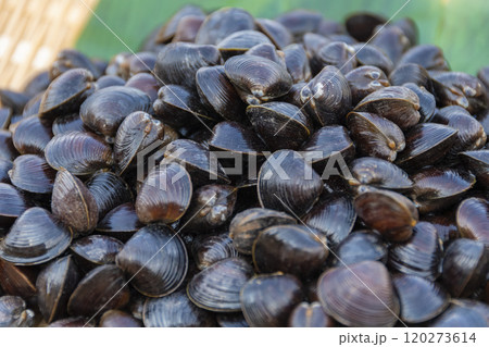 ザルに盛ったシジミ貝 120273614