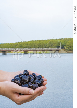 手に持った十三湖のシジミ貝 手に持った十三湖のシジミ貝 120273619