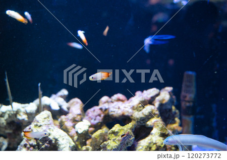 水槽の中を泳ぐカラフルな熱帯魚たち 水槽の中を泳ぐカラフルな熱帯魚たち 120273772