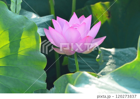 ハスの花（埼玉県美里町） 120273837