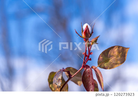 冬の薔薇~1月の朝~ 冬の薔薇~1月の朝~ 120273923