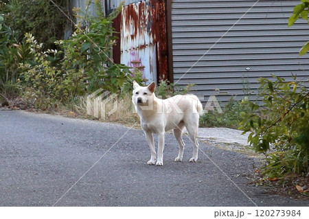野良犬 野犬 犬 野良犬 野犬 犬 120273984