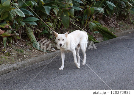 野良犬　野犬　　犬　 120273985