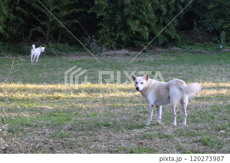 野良犬 野犬 犬 野良犬 野犬 犬 120273987