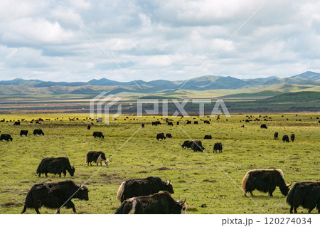 Herd of Yak in high attitude grassland 120274034